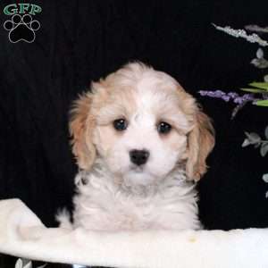 Brittany, Cavachon Puppy