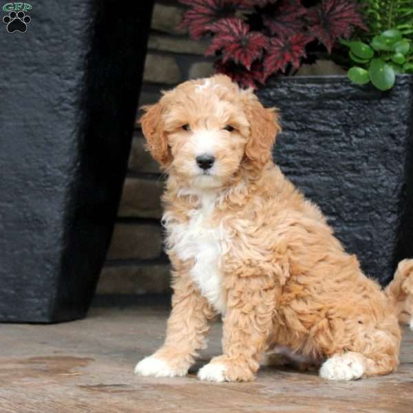 Brock, Mini Goldendoodle Puppy