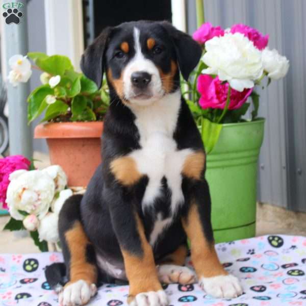 Brody, Greater Swiss Mountain Dog Puppy
