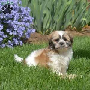 Brody, Teddy Bear Puppy