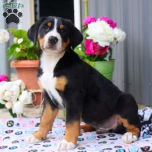 Brody, Greater Swiss Mountain Dog Puppy