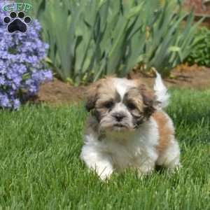 Brody, Teddy Bear Puppy