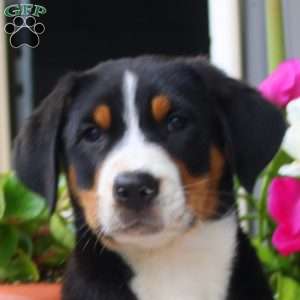 Brody, Greater Swiss Mountain Dog Puppy