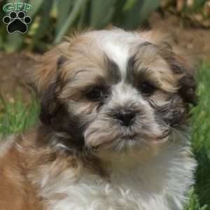 Brody, Teddy Bear Puppy
