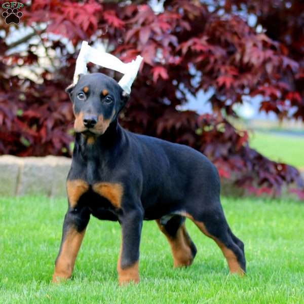 Brody, Doberman Pinscher Puppy