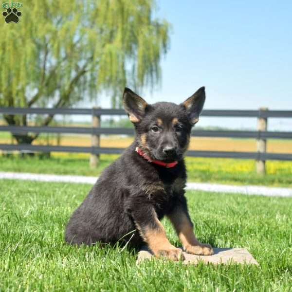 Bronx, German Shepherd Puppy