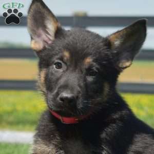 Bronx, German Shepherd Puppy