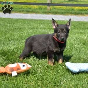Bronx, German Shepherd Puppy