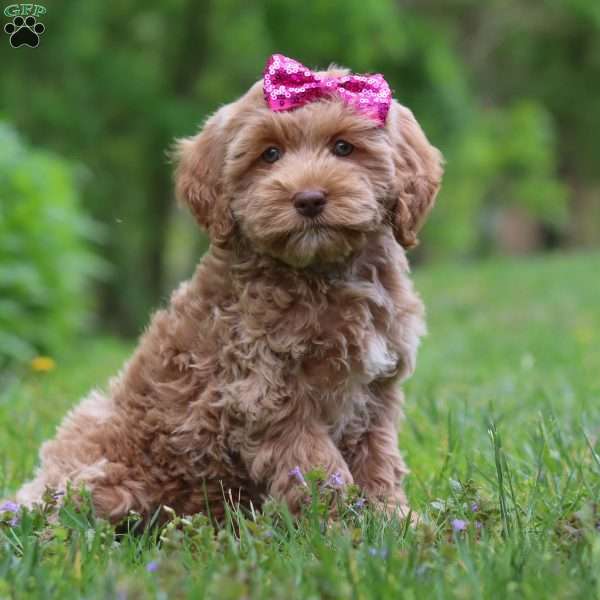 Brooke, Cockapoo Puppy