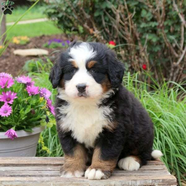 Brooke, Bernese Mountain Dog Puppy