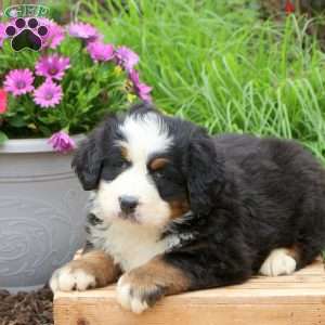 Brooke, Bernese Mountain Dog Puppy