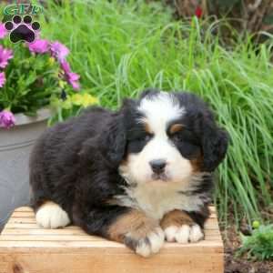 Brooke, Bernese Mountain Dog Puppy