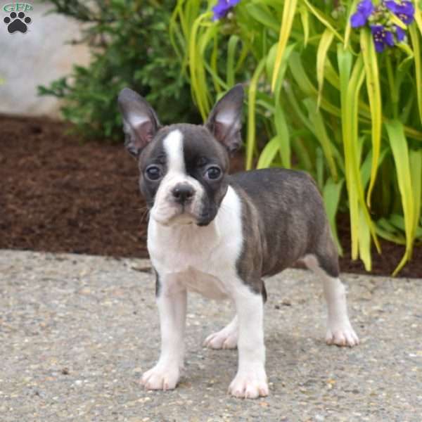 Brookie, Boston Terrier Puppy
