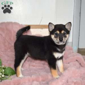 Brookie, Shiba Inu Puppy