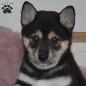 Brookie, Shiba Inu Puppy