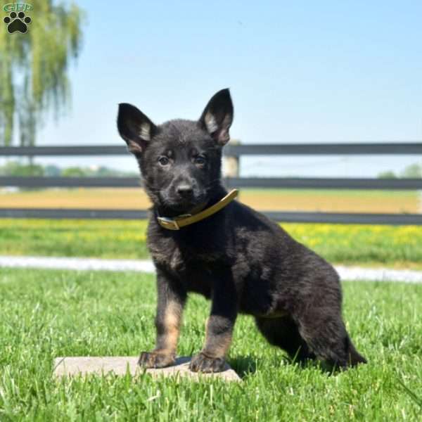 Brooklyn, German Shepherd Puppy