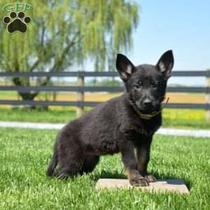Brooklyn, German Shepherd Puppy