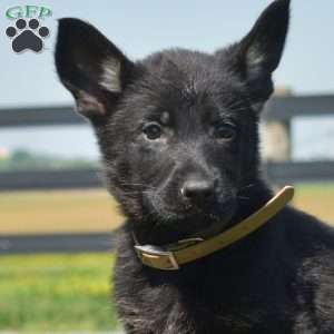 Brooklyn, German Shepherd Puppy