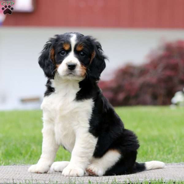 Brooklyn, Miniature Bernese Mountain Dog Puppy