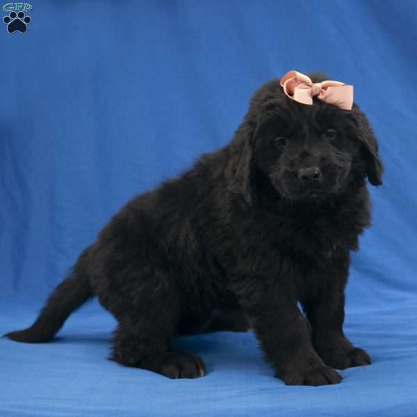 Brooklyn, Newfoundland Puppy