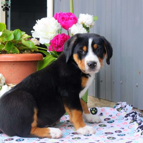 Bruce, Greater Swiss Mountain Dog Puppy