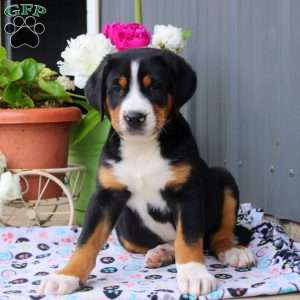 Bruce, Greater Swiss Mountain Dog Puppy