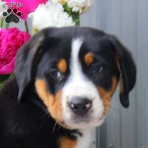 Bruce, Greater Swiss Mountain Dog Puppy