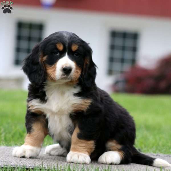 Bruno, Miniature Bernese Mountain Dog Puppy