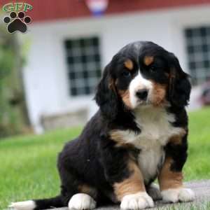 Bruno, Miniature Bernese Mountain Dog Puppy