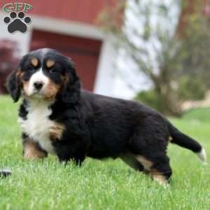 Bruno, Miniature Bernese Mountain Dog Puppy