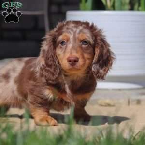 Bryce, Dachshund Puppy
