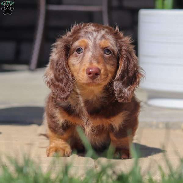 Bryce, Dachshund Puppy