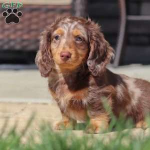 Bryce, Dachshund Puppy