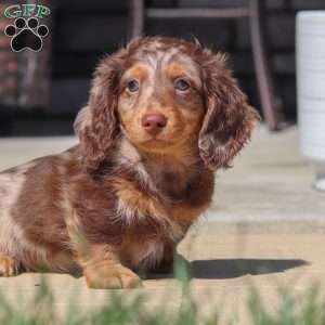 Bryce, Dachshund Puppy