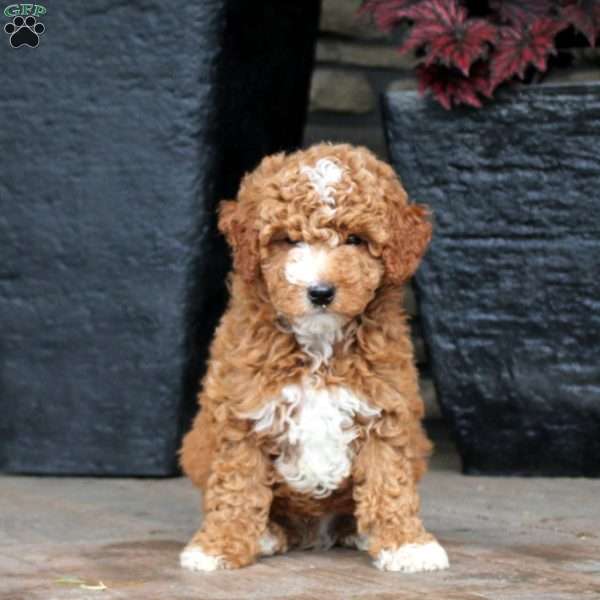 Bryce, Mini Goldendoodle Puppy