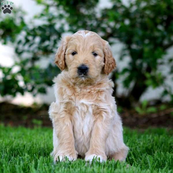 Bryce, Goldendoodle Puppy