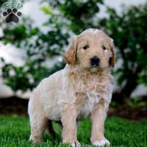 Bryce, Goldendoodle Puppy