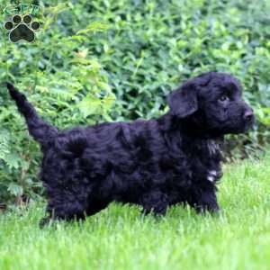 Bryce, Bernese Mountain Dog Mix Puppy