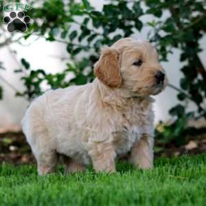 Bryce, Goldendoodle Puppy