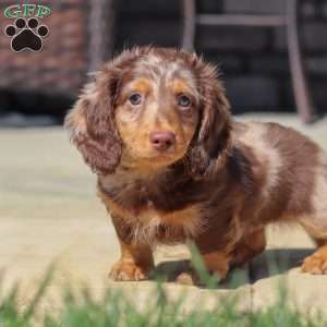 Bryce, Dachshund Puppy