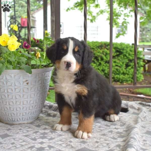 Bubbles, Bernese Mountain Dog Puppy