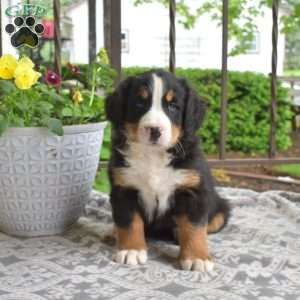 Bubbles, Bernese Mountain Dog Puppy