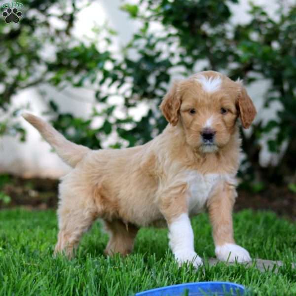 Bud, Goldendoodle Puppy