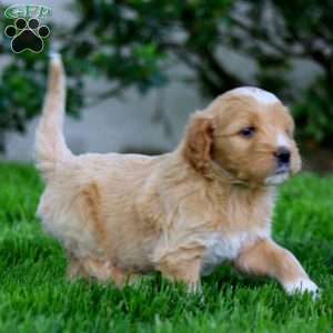 Bud, Goldendoodle Puppy