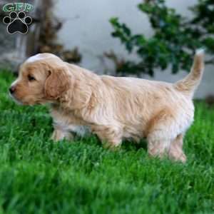 Bud, Goldendoodle Puppy
