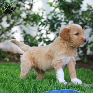 Bud, Goldendoodle Puppy