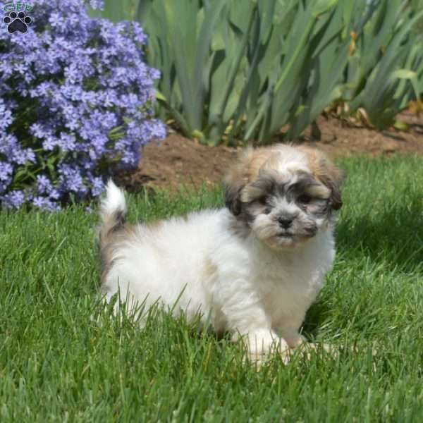 Buddy, Teddy Bear Puppy