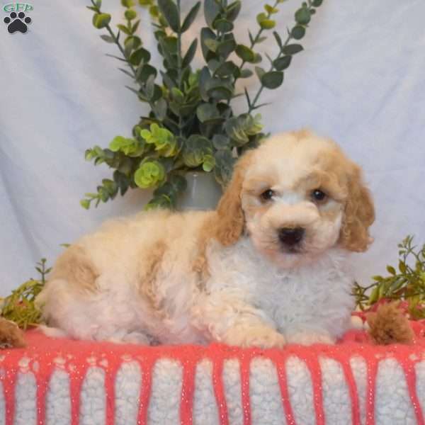 Buddy, Mini Goldendoodle Puppy