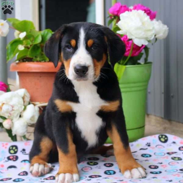 Buddy, Greater Swiss Mountain Dog Puppy