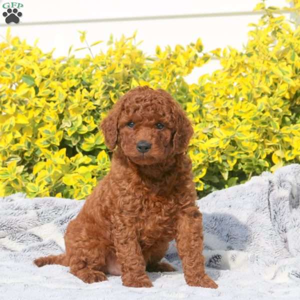 Buddy, Mini Goldendoodle Puppy